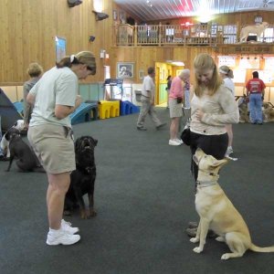 Obedience and Polite Manners Classes Integrated with Agility Obstacles