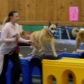 Level 1 Agility