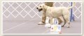 Rally Obedience
