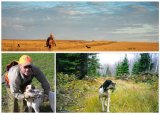 Bird Dog Workshop - Pointers