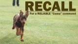 Reliable Recall (Come) Class