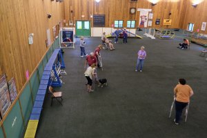 Therapy Dog Test