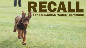 Reliable Recall (Come) Classes