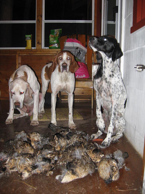Home - Woodspoint English Pointers